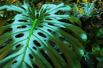 green leaves of the monstera plant growing in the wild, rainforest plants
