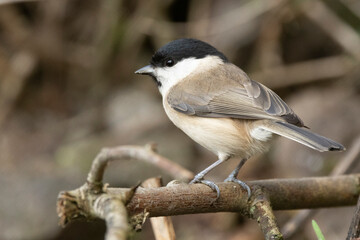 Sumpfmeise oder Nonnenmeise (Poecile palustris)