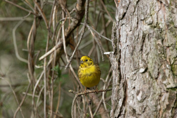 Goldammer (Emberiza citrinella)
