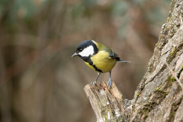 Obraz premium Kohlmeise (Parus major)