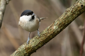 Sumpfmeise oder Nonnenmeise (Poecile palustris)