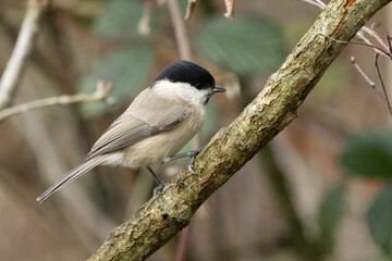 Sumpfmeise oder Nonnenmeise (Poecile palustris)