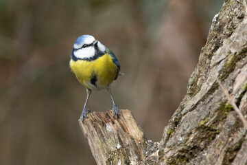 Fototapeta premium Blaumeise&nbsp;(Cyanistes caeruleu)