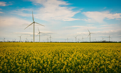 Blooming yellow canola field with wind turbines in the background in the countryside
