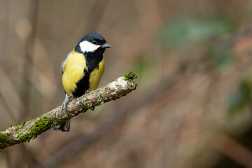 Naklejka premium Kohlmeise (Parus major)