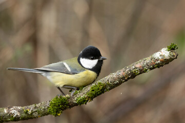 Kohlmeise (Parus major)