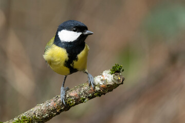 Kohlmeise (Parus major)