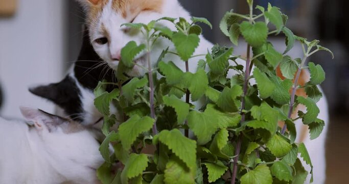 Group of cats enjoying eating fresh catnip or catmint leaves.