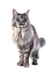 maine coon cat