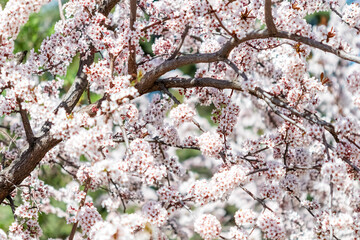 Blooming fruit tree in the spring garden. Natural gentle background. Selective focus.