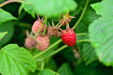 red raspberry on the branch with raindrops and green leaves isolated, macro  