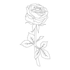 Vector illustration of a rose with stem and leaves in line art style. Hand drawn flower. For the design of stickers, wedding invitations, stationery, greeting cards, clothing prints