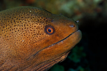 Close-up of a Giant Moray (Gymnothorax Javanicus). North Male Atoll, Maldives