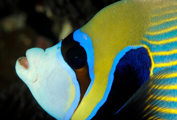 Close-up of an Emperor Angelfish (Pomacanthus imperator). North Male Atoll, Maldives
