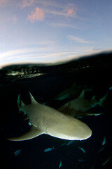 Lemon Sharks (Negaprion brevirostris) at the Surface, Sunset Split Shot. Tiger Beach, Bahamas