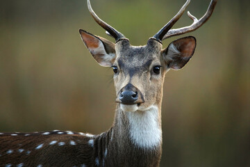 Close-up of a Spotted Deer (Axis axis – aka Chital, Axis Deer). Jim Corbett National Park, India