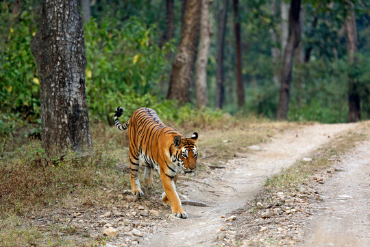 Bengal Tiger (Panthera tigris tigris) Coming out of the Forest. Kanha National Park, India