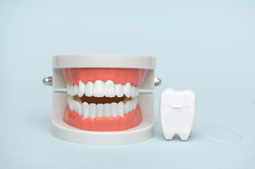 Educational model of oral cavity with teeth and dental floss on blue background