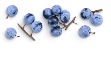Fresh blackthorn berries with twig, prunus spinosa isolated on white background. Top view Top view with copy space for your text. Flat lay