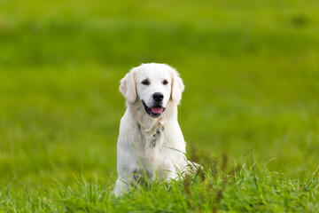 Golden Retriever spielt auf Wiese