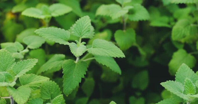 Catnip growing in a backyard planter. Green vegetables in the plantation.