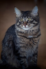 Młody kociak. Kot rasowy. Maine coon. Pupil. Kochany mały kotek.Kocie spojrzenie.Mały domowy tygrysek.Brązowe kocie oczy.Portret kotka.Kocie nosy.Kocie wąsy.Umaszczenie tygryska. © anettastar