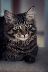 Młody kociak. Kot rasowy. Maine coon. Pupil. Kochany mały kotek.Kocie spojrzenie.Mały domowy tygrysek.Brązowe kocie oczy.Portret kotka.Kocie nosy.Kocie wąsy.Umaszczenie tygryska.