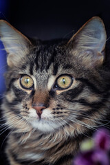 Młody kociak. Kot rasowy. Maine coon. Pupil. Kochany mały kotek.Kocie spojrzenie.Mały domowy tygrysek.Brązowe kocie oczy.Portret kotka.Kocie nosy.Kocie wąsy.Umaszczenie tygryska.