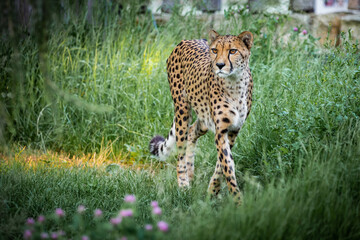Cheetah cat