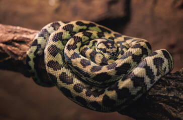 Carpet python - Morelia spilota in a terrarium