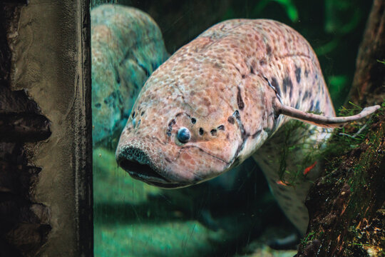 West African lungfish in Aquarium of Silesian Zoological Garden in Chorzow city, Silesia region of Poland