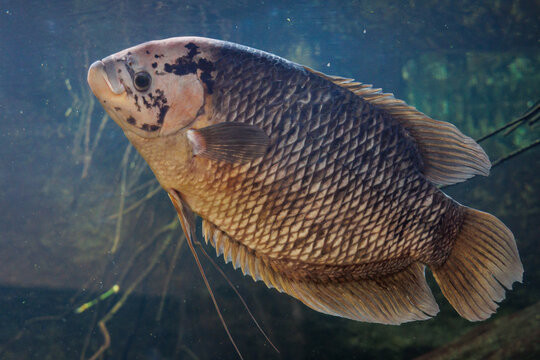 Giant gourami - Osphronemus goramy in a aquarium