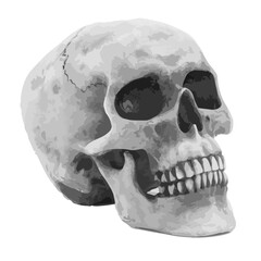 skull