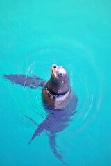 Obraz premium Neugieriger Seehund im Ozean