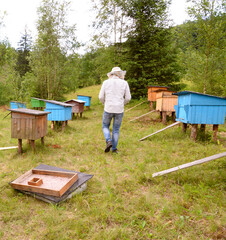 Beekeeper inspecting hives. An apiary