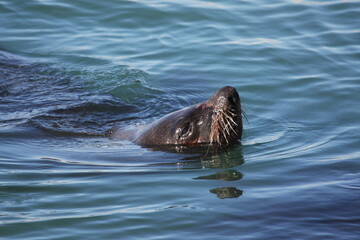 Seelöwe schaut aus dem Wasser