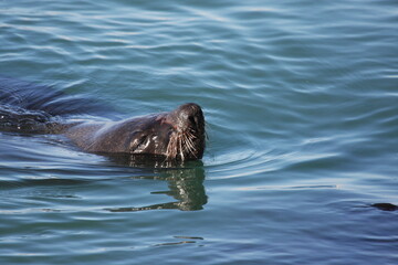 Seelöwe im Meer