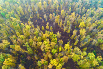 Aerial view of colorful autumn forest in the fog. Trees with yellow and green foliage. Drone point of view. Pattern.