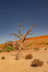 tree in the desert