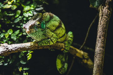 Chamäleon klettert Ast entlang