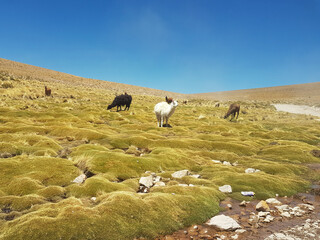 Wild alpaca and llama's in Bolivia