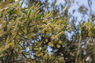 Olive tree in marina of Ajia Napa resort in Cyprus island country