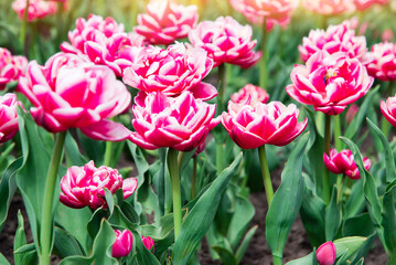 Pink tulips bloom under sunshine in the garden.	