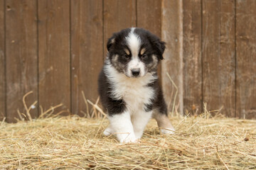 Fototapeta premium Un chiot de race berger australien dans un élevage