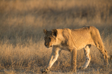 Fototapeta na wymiar lion cub panthera leo