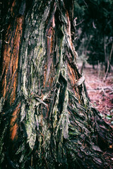 Wooden texture, wooden background, nature