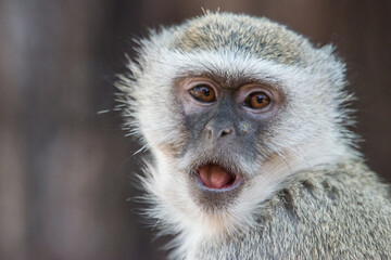 a potrait from a munkey 