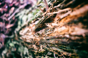 Wooden texture, wooden background, nature