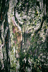 Wooden texture, wooden background, nature