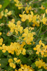 yellow flowers in the garden